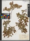 Foto von Salix myrtilloides L. x Salix starkeana Willd.